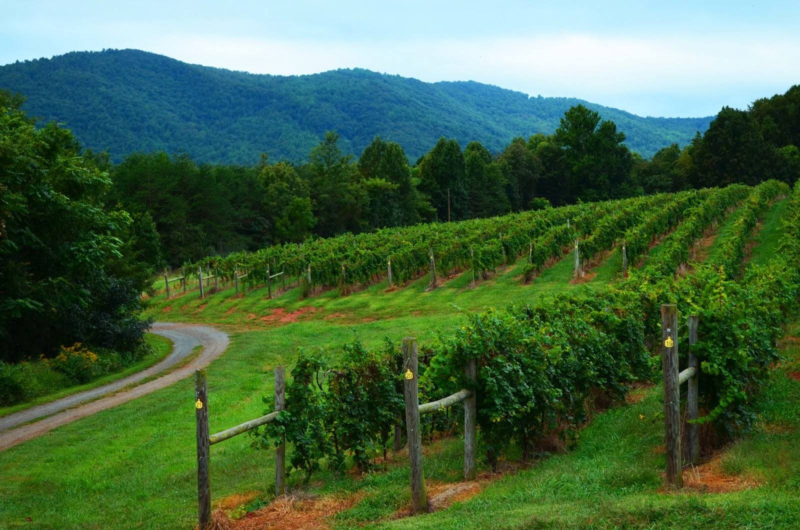 Scenic vineyard with Blue Ridge Mountains